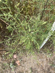 Cycloloma atriplicifolium