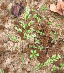 Eragrostis secundiflora