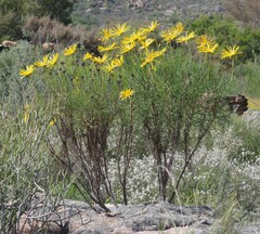 Euryops speciosissimus