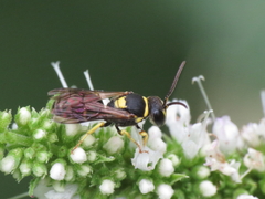 Hylaeus pictus