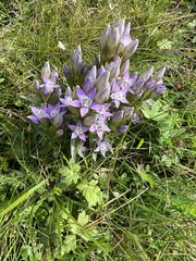 Gentianella