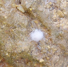 Ostearius melanopygius