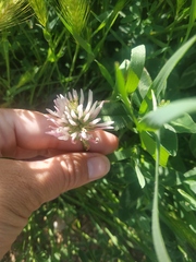 Trifolium ambiguum