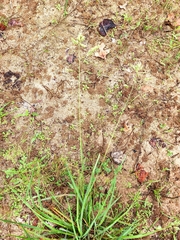 Eragrostis secundiflora