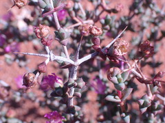 Ruschia intricata