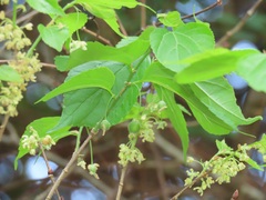 Celtis africana