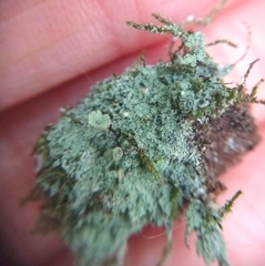 Cladonia fimbriata