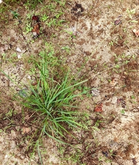 Eragrostis secundiflora