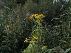 Senecio sarracenicus