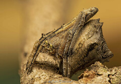 Cyphalonotus larvatus