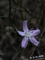 Stephanomeria