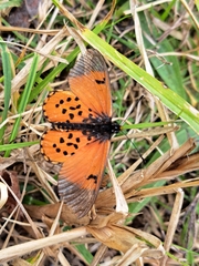 Acraea horta