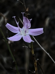 Stephanomeria
