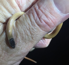 Tantilla hobartsmithi