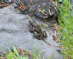 Rana cascadae
