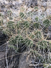 Opuntia fragilis