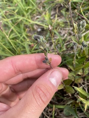 Veronica wormskjoldii