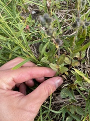 Veronica wormskjoldii