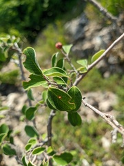 Cotoneaster tauricus