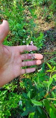 Desmodium