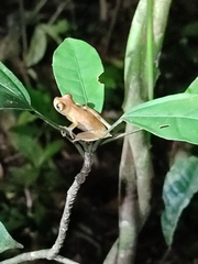 Anura