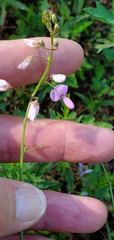 Desmodium