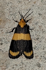 Eudesmia arida