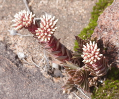 Crassula alpestris