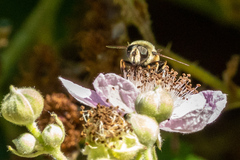 Eristalis anthophorina