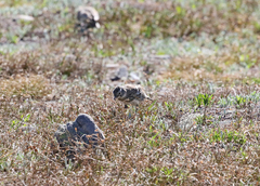 Eremophila alpestris