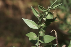 Ruscus aculeatus
