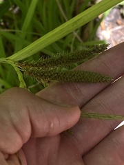 Carex gynandra