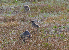 Eremophila alpestris