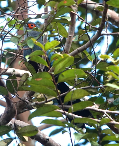 Chestnut-bellied Malkoha (Phaenicophaeus sumatranus), photo 10