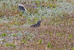 Eremophila alpestris