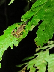 Scorpiones