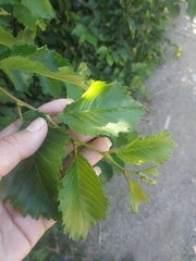 Ulmus minor