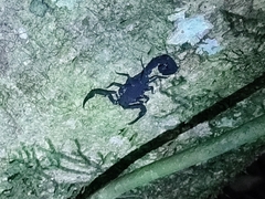 Scorpiones