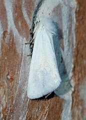 Copablepharon albisericea