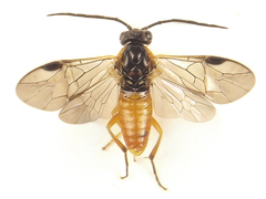 Euura gracilidentata