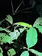 Enyalioides laticeps