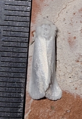 Copablepharon albisericea