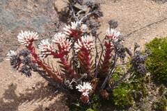 Crassula alpestris