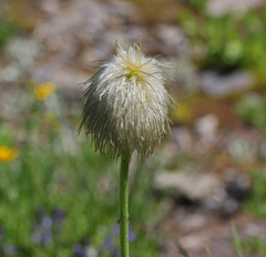 Pulsatilla occidentalis