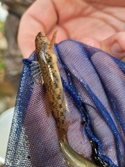 Etheostoma olmstedi