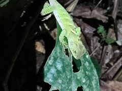 Enyalioides laticeps