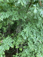 Ulmus alata