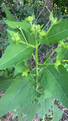 Verbesina occidentalis