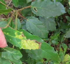 Ficus sur