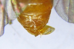 Euura gracilidentata